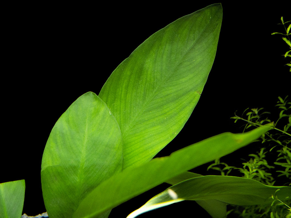 Anubias hastifolia