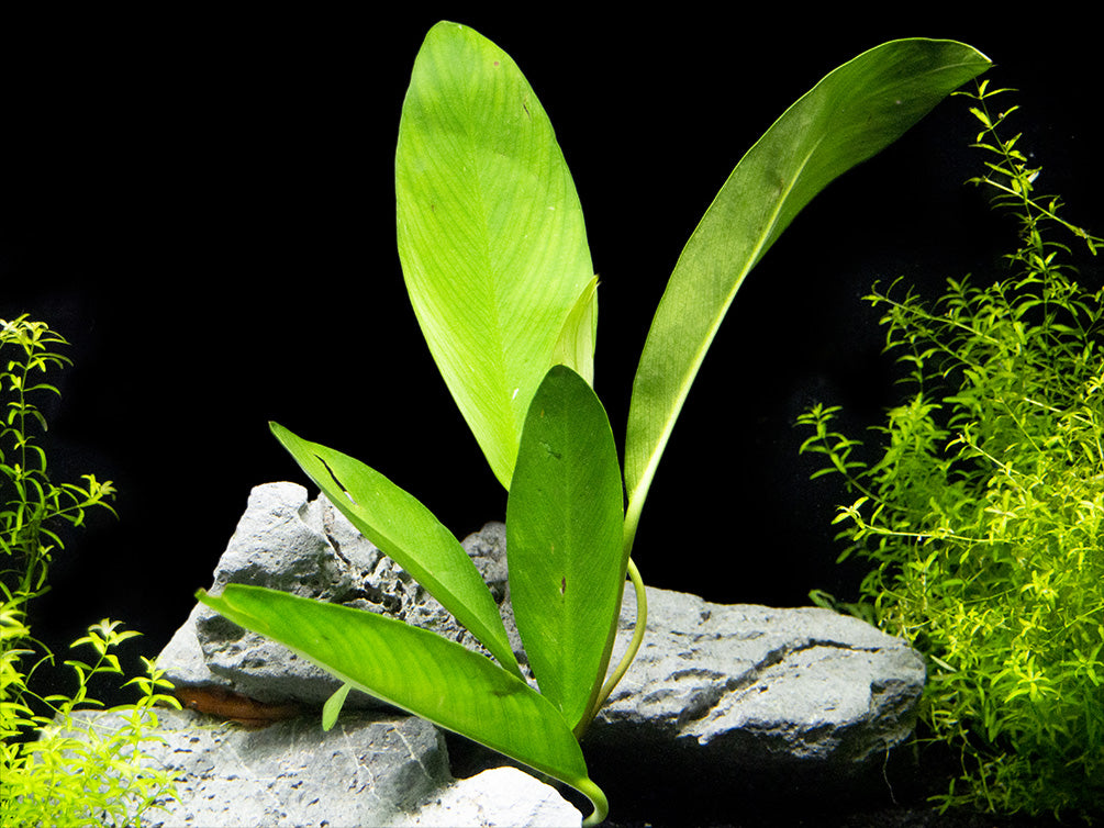 Anubias hastifolia