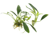 Anubias Lanceolata (Anubias heterophylla 'Lanceolata') - Bare Root