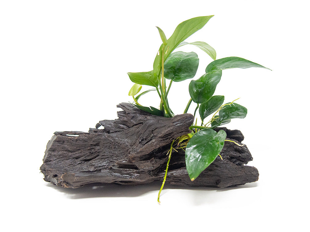 Anubias sp. on Driftwood