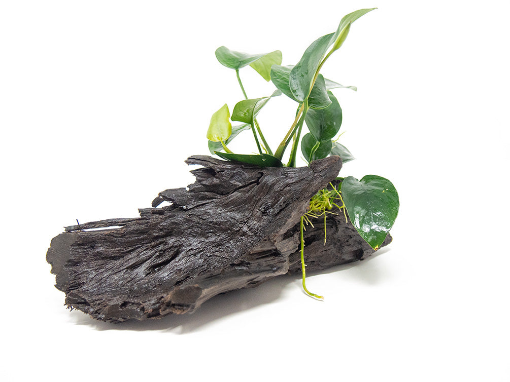 Anubias sp. on Driftwood