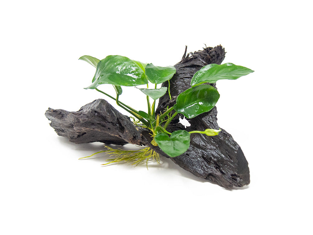 Anubias sp. on Driftwood