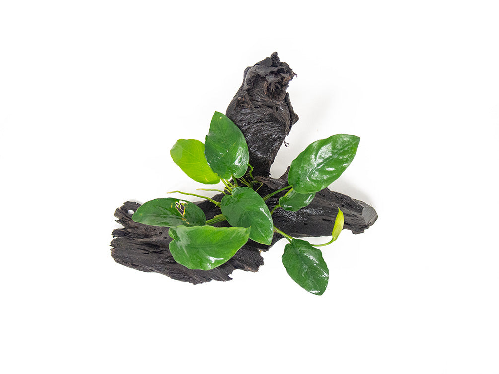 Anubias sp. on Driftwood