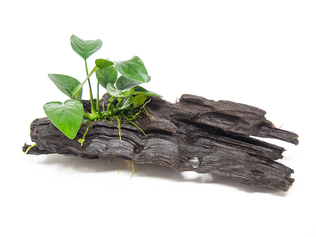 Anubias sp. on Driftwood