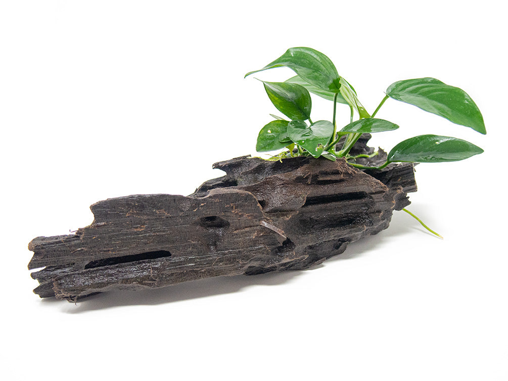 Anubias sp. on Driftwood