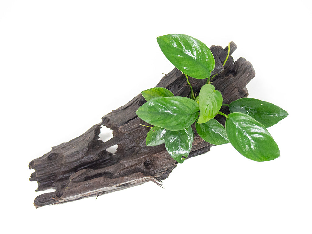 Anubias sp. on Driftwood