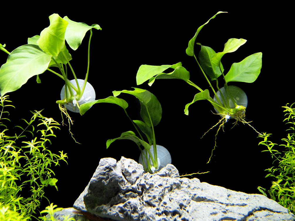 Anubias Nana on Suction Cup