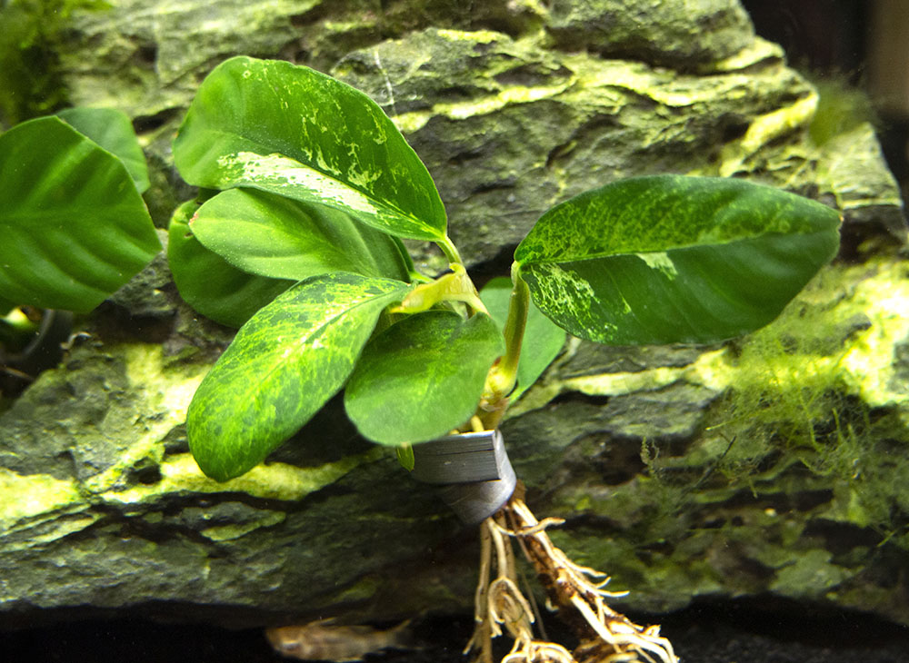 Anubias coffeefolia