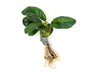Anubias coffeefolia (Anubias barteri “Coffeefolia”) - bare root