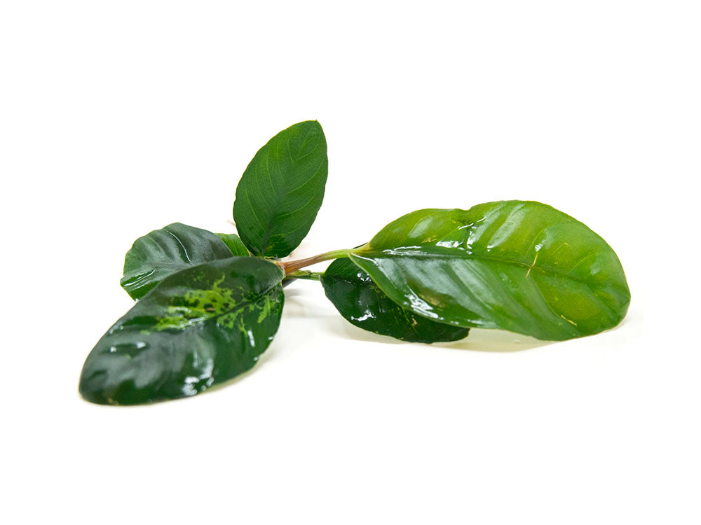 Anubias coffeefolia