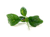 Anubias coffeefolia (Anubias barteri “Coffeefolia”) - bare root