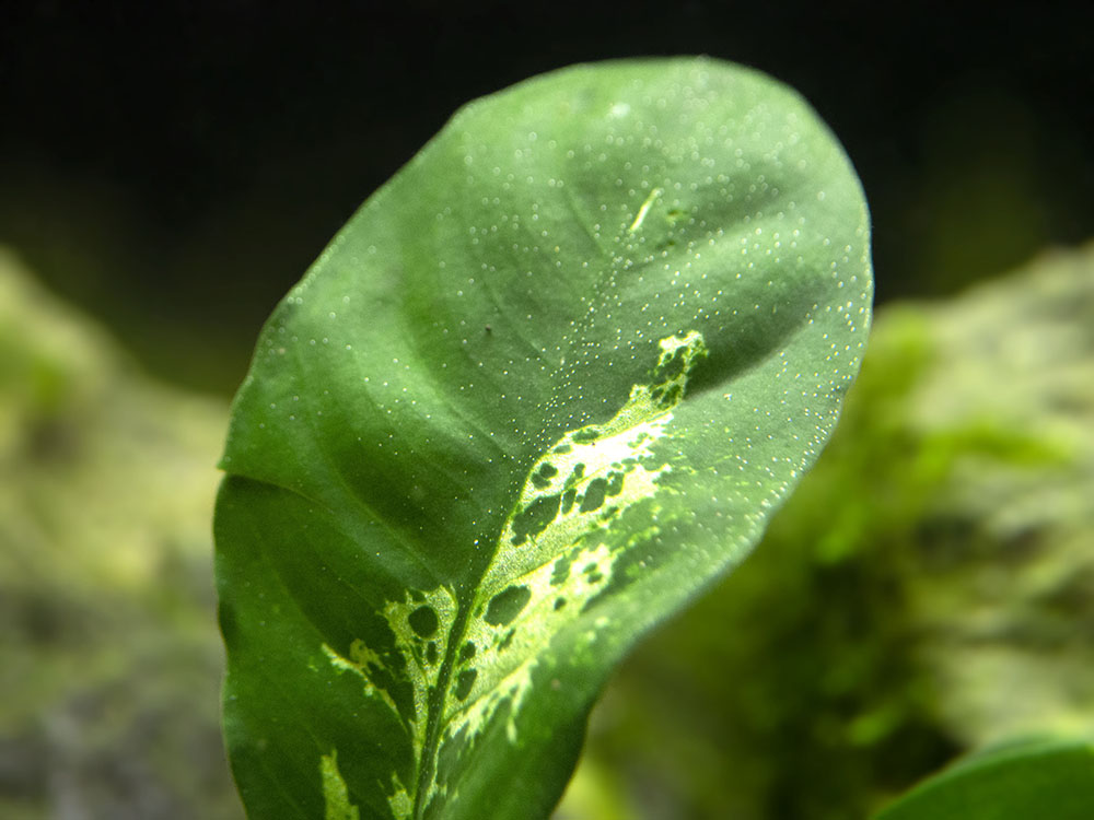 Anubias coffeefolia