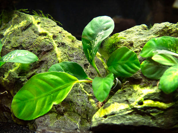 Anubias coffeefolia (Anubias barteri “Coffeefolia”) - bare root