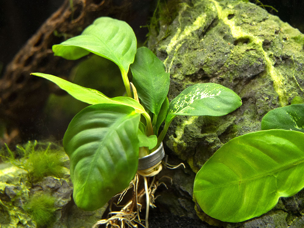 Anubias coffeefolia