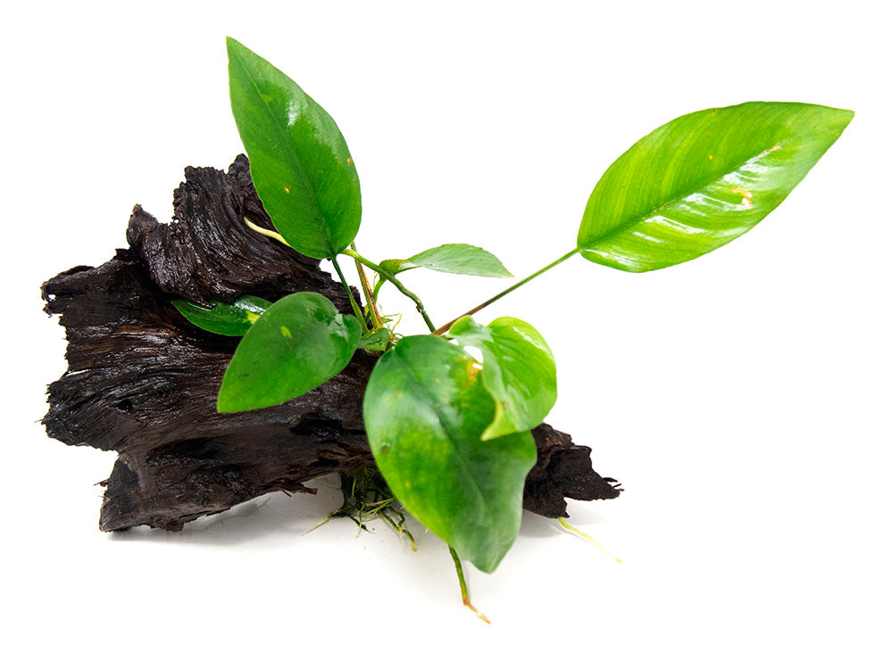 Anubias Frazeri on 6+ inch Driftwood
