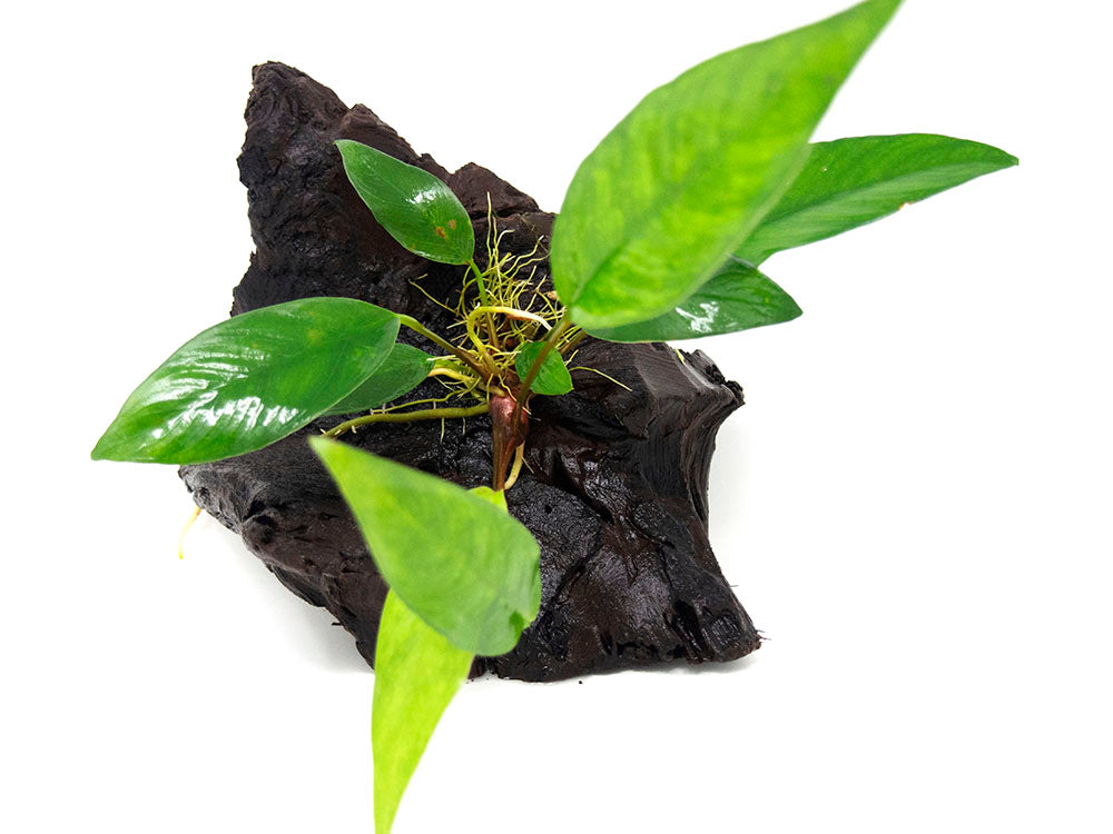 Anubias Frazeri on 6+ inch Driftwood