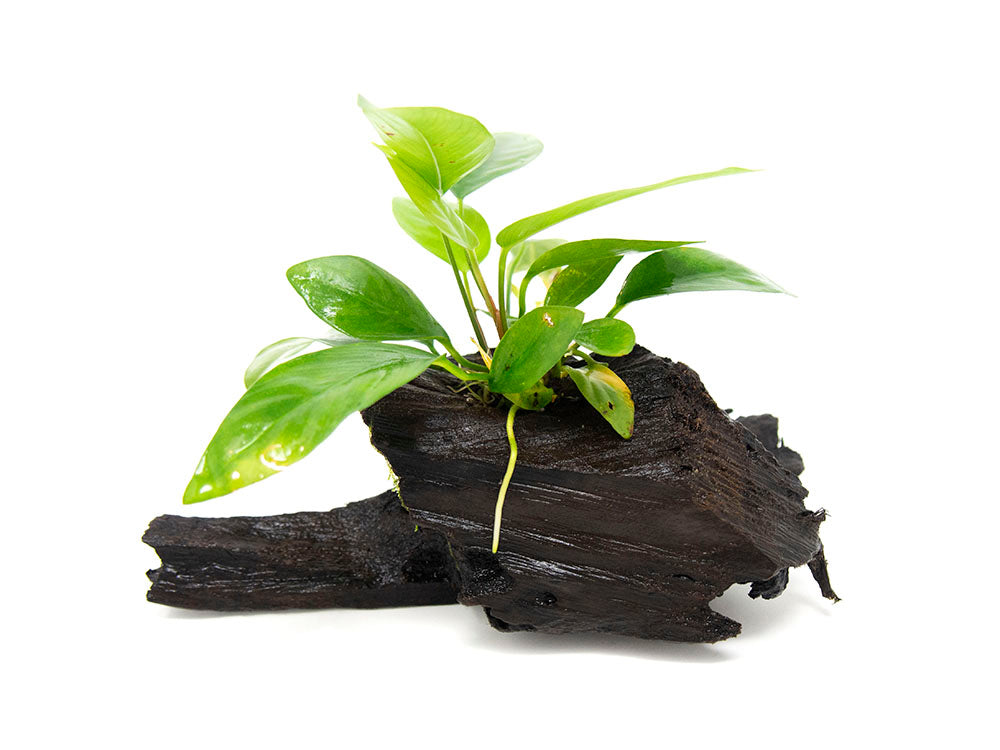 Anubias Frazeri on 6+ inch Driftwood