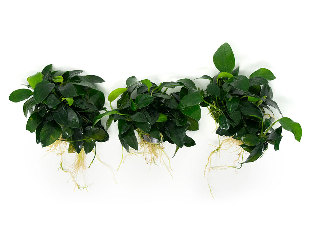 Petite Anubias Nana (Anubias barteri var. “Petite Nana”), EXTRA LARGE, Bare Root