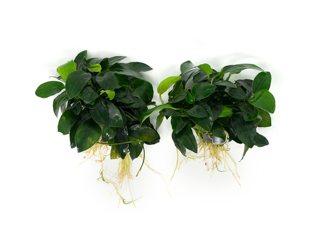 Petite Anubias Nana (Anubias barteri var. “Petite Nana”), EXTRA LARGE, Bare Root