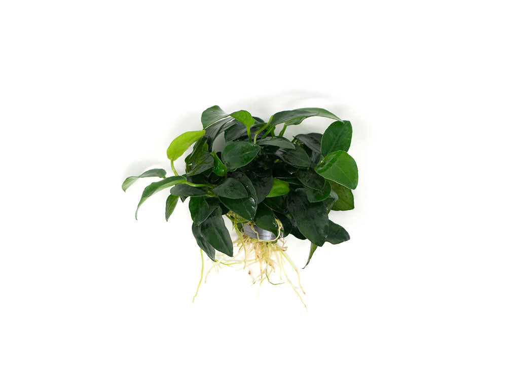 Petite Anubias Nana (Anubias barteri var. “Petite Nana”), EXTRA LARGE, Bare Root