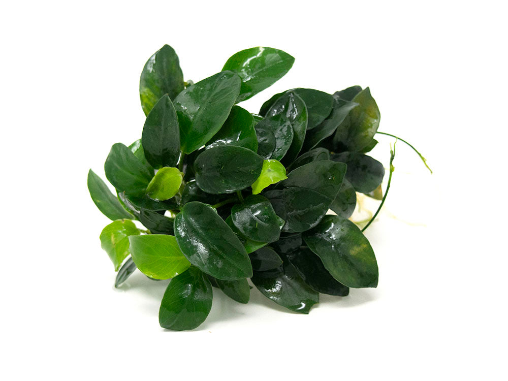 Petite Anubias Nana (Anubias barteri var. “Petite Nana”), EXTRA LARGE, Bare Root