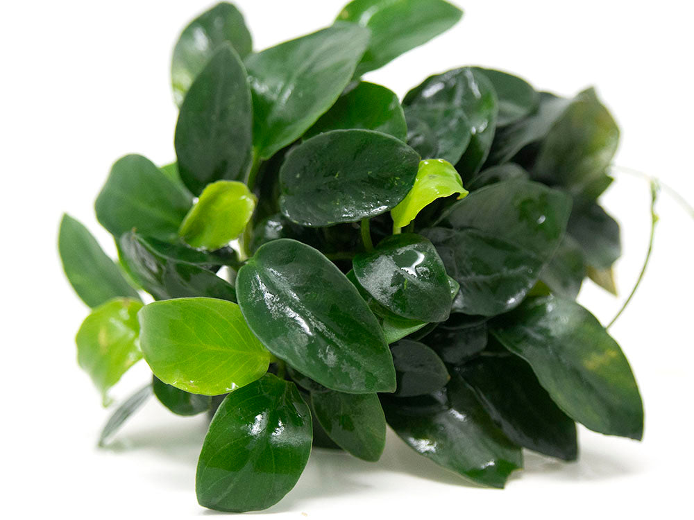 Petite Anubias Nana (Anubias barteri var. “Petite Nana”), EXTRA LARGE, Bare Root
