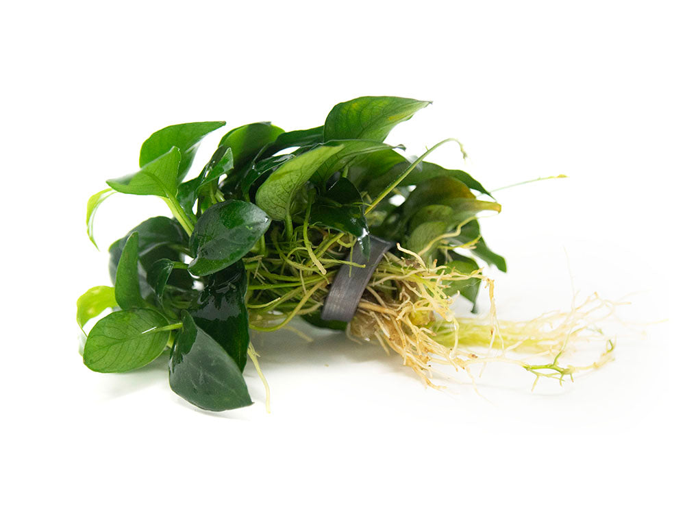 Petite Anubias Nana (Anubias barteri var. “Petite Nana”), EXTRA LARGE, Bare Root