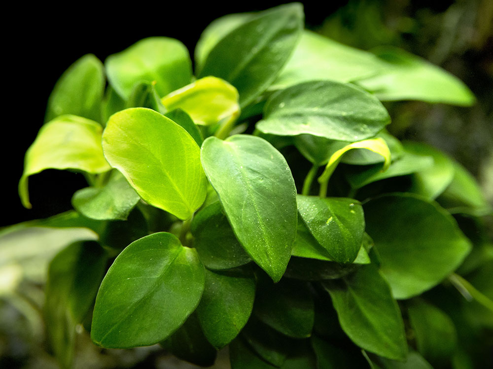 Petite Anubias Nana (Anubias barteri var. “Petite Nana”), EXTRA LARGE, Bare Root