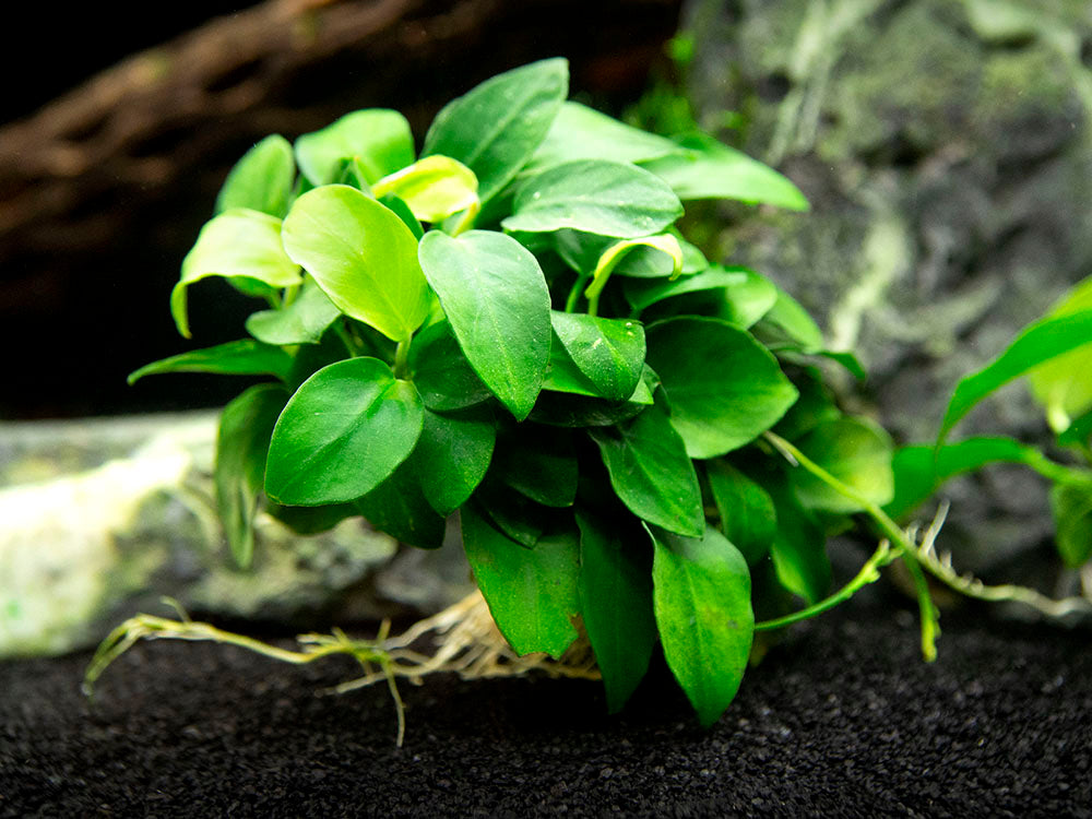 Petite Anubias Nana (Anubias barteri var. “Petite Nana”), EXTRA LARGE, Bare Root
