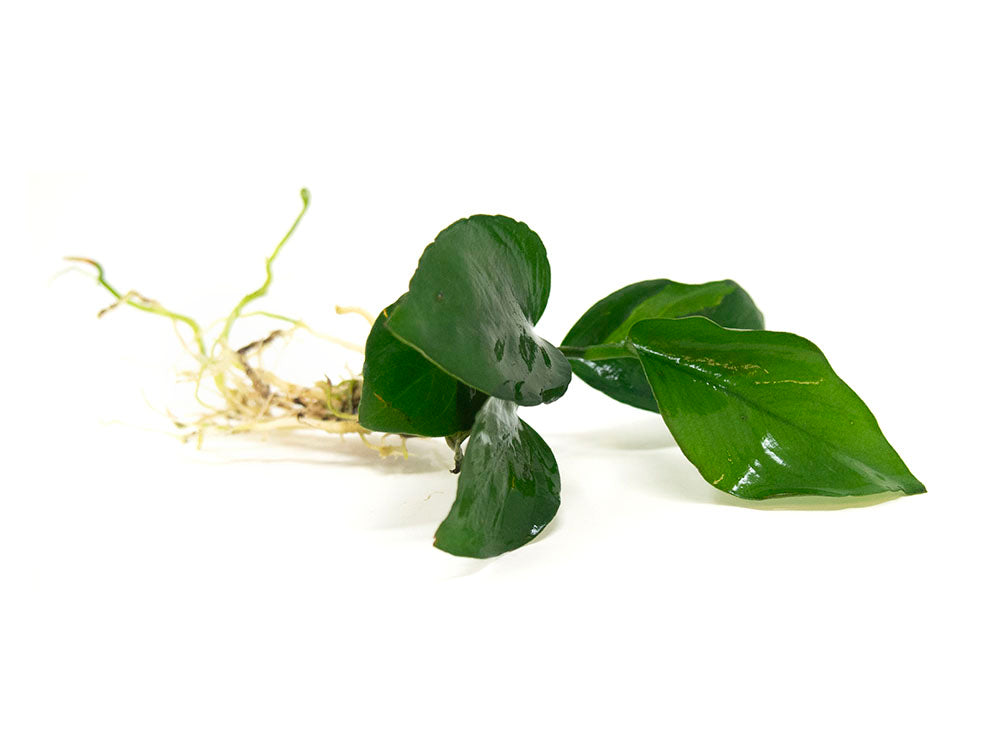 Anubias barteri - Bare Root