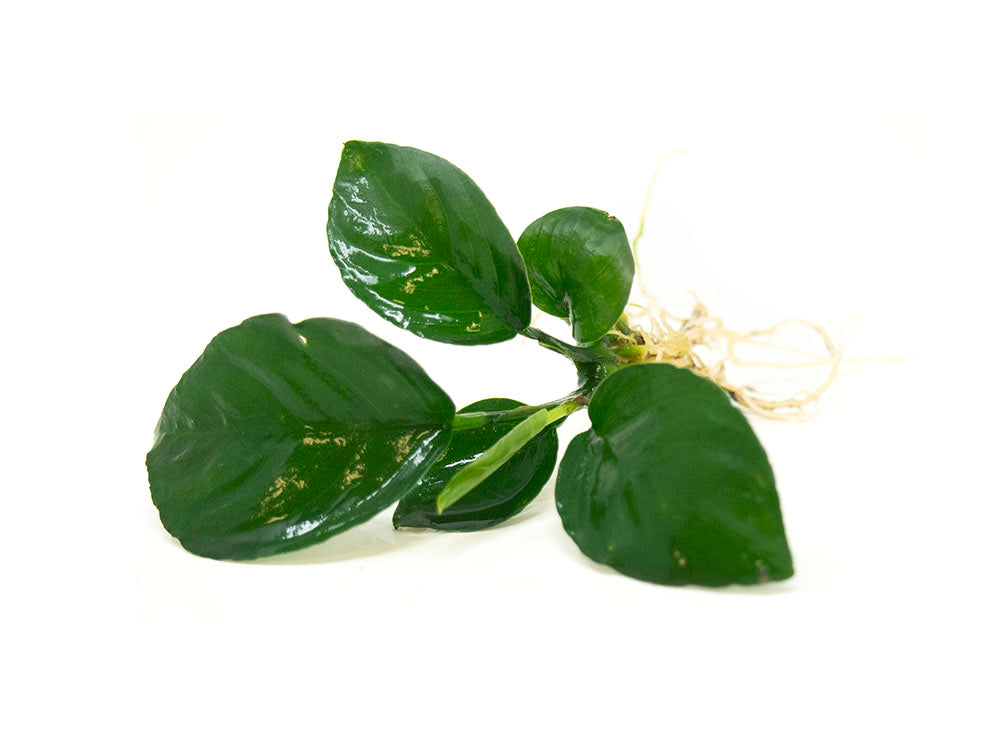 Anubias barteri - Bare Root