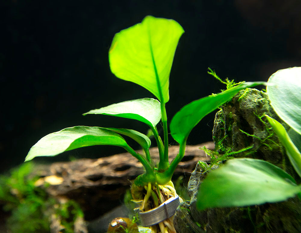 Anubias barteri - Bare Root