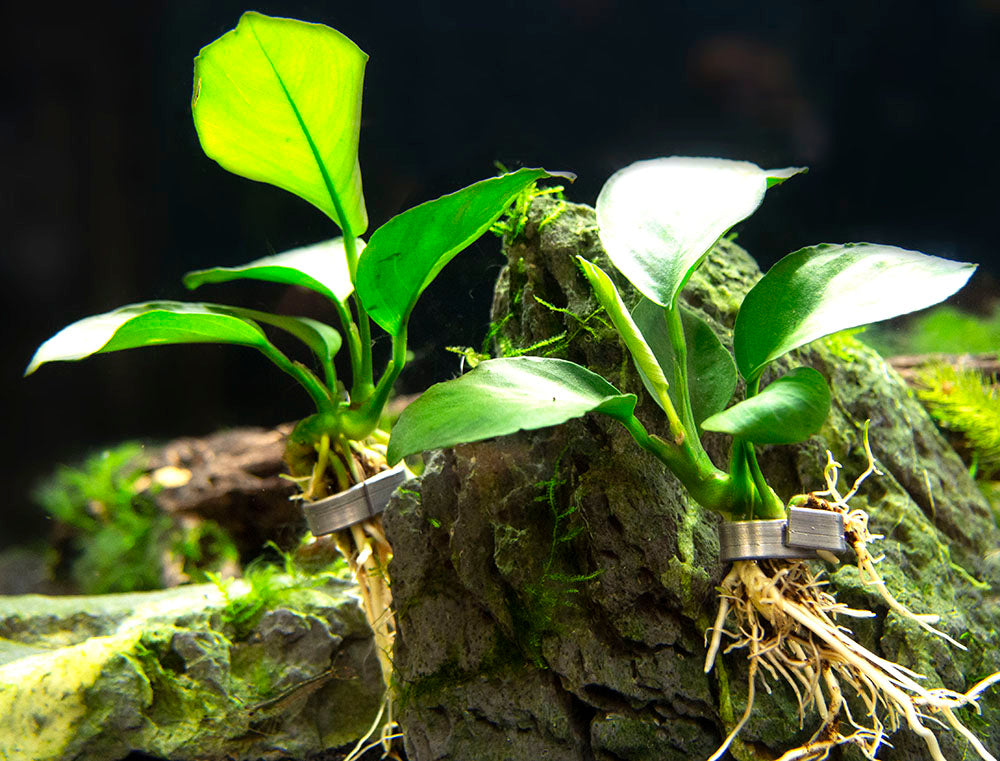 Anubias barteri - Bare Root