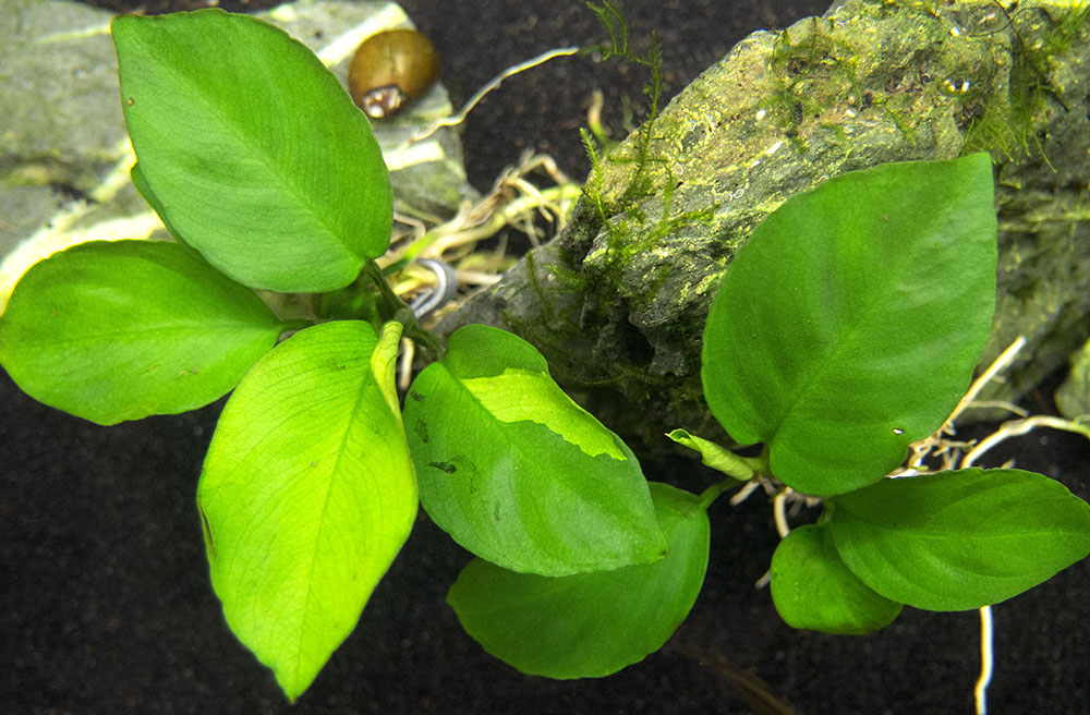 Anubias barteri - Bare Root