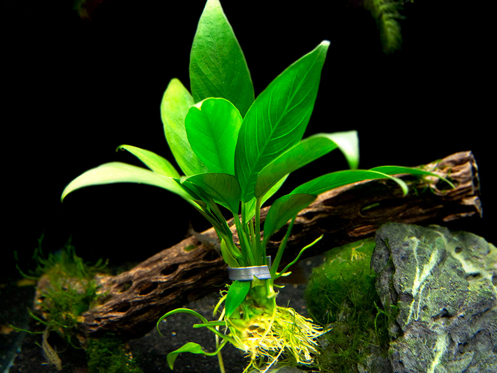 Anubias Lanceolata (Anubias heterophylla 'Lanceolata') - Bare Root