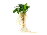 Dwarf Anubias (Anubias nana) Bare Root - 2 to 5 inches tall