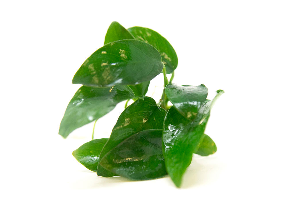 Dwarf Anubias (Anubias nana) Bare Root - 2 to 5 inches tall