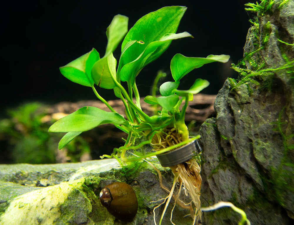 Dwarf Anubias (Anubias nana) Bare Root - 2 to 5 inches tall