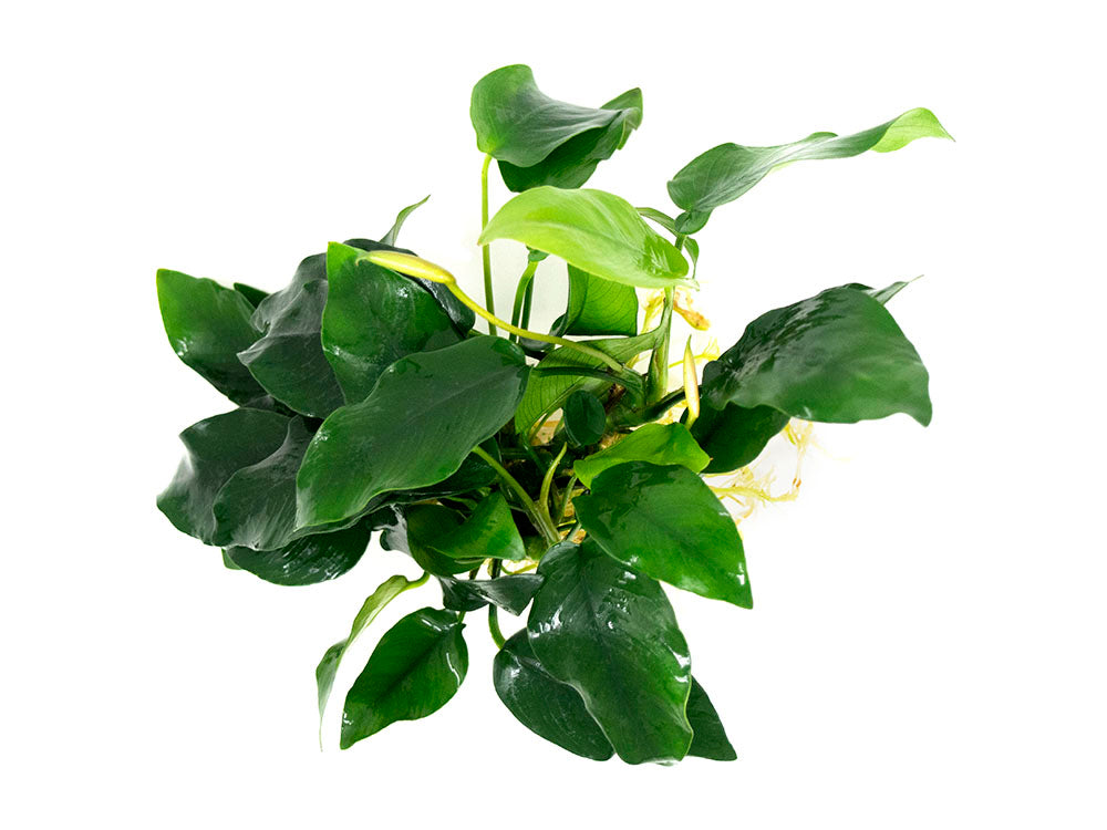 Anubias nana (Anubias barteri var. “nana”) - Bare Root, EXTRA LARGE
