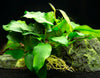 Anubias nana (Anubias barteri var. “nana”) - Bare Root, EXTRA LARGE
