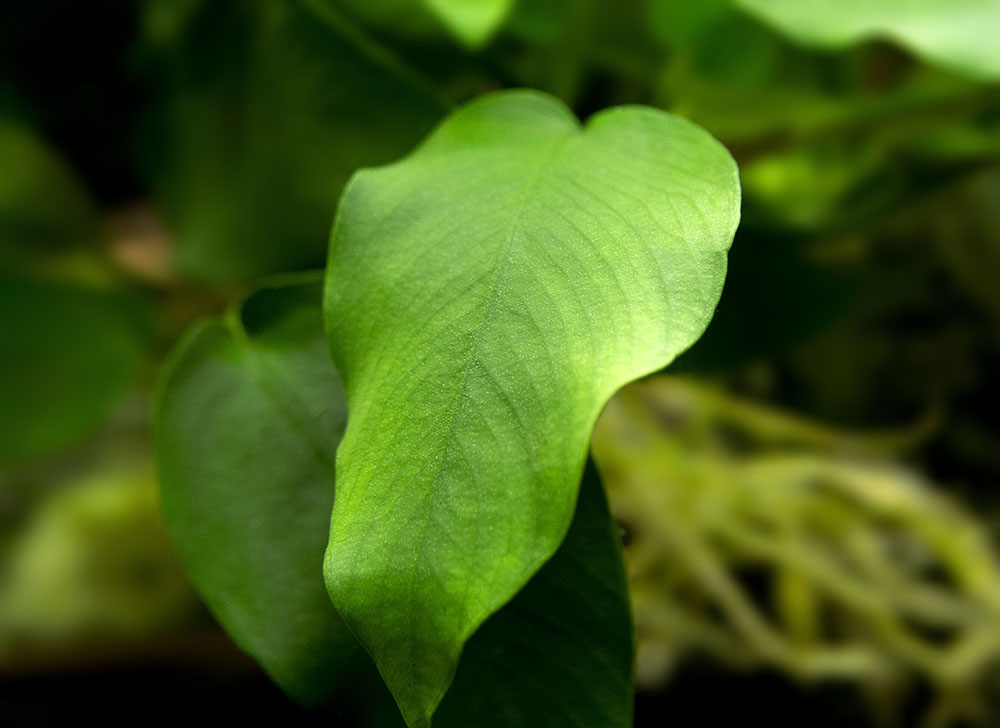Anubias nana (Anubias barteri var. “nana”) - Bare Root, EXTRA LARGE