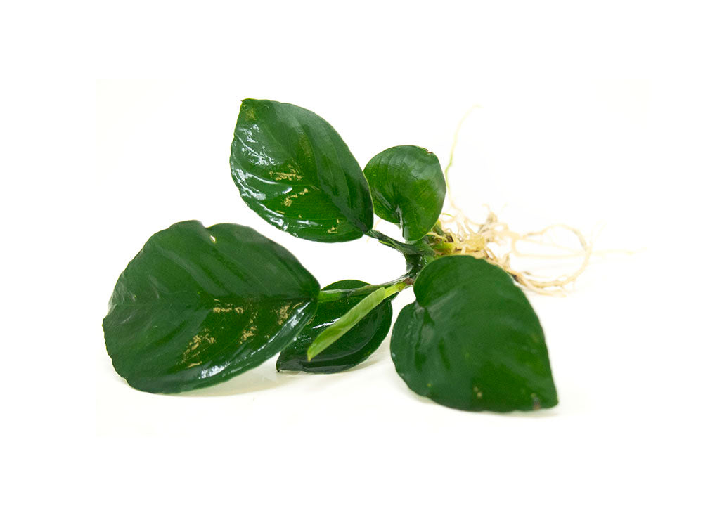 best anubias for beginners 