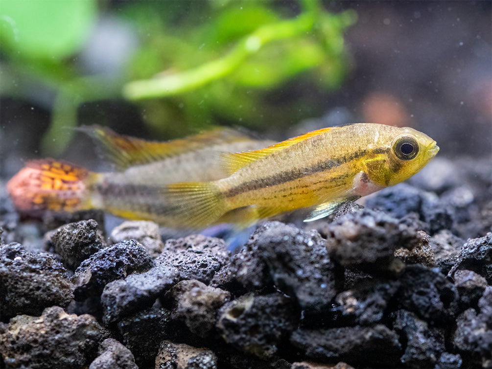 Cockatoo Dwarf Cichlid (Apistogramma cacatuoides), Tank-Bred