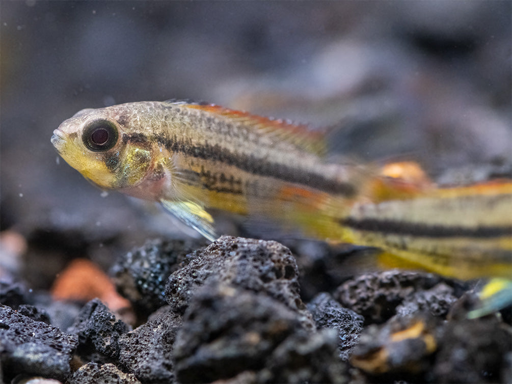 Cockatoo Dwarf Cichlid (Apistogramma cacatuoides), Tank-Bred