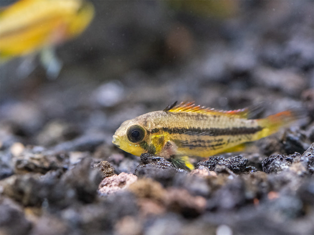 Cockatoo Dwarf Cichlid (Apistogramma cacatuoides), Tank-Bred