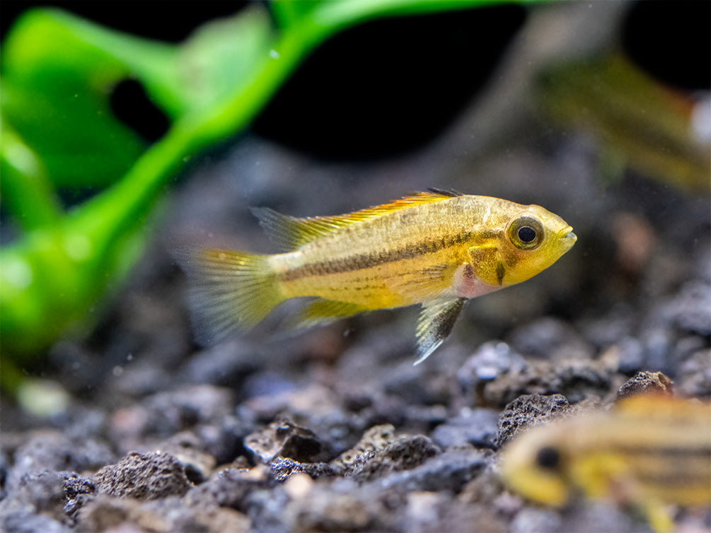 Cockatoo Dwarf Cichlid (Apistogramma cacatuoides), Tank-Bred