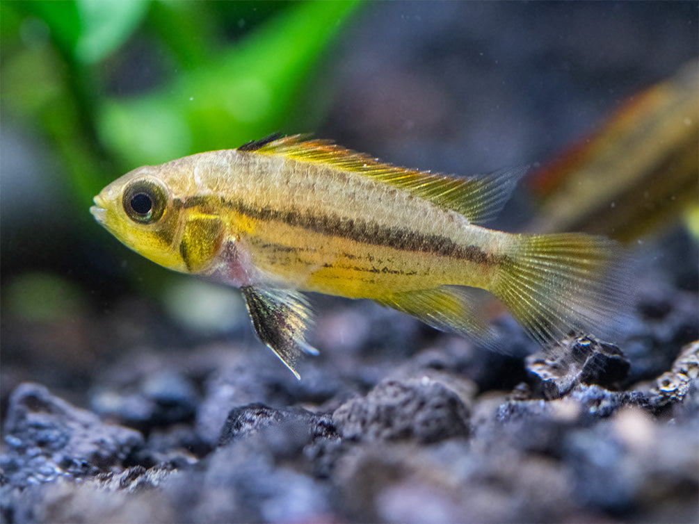 Cockatoo Dwarf Cichlid (Apistogramma cacatuoides), Tank-Bred