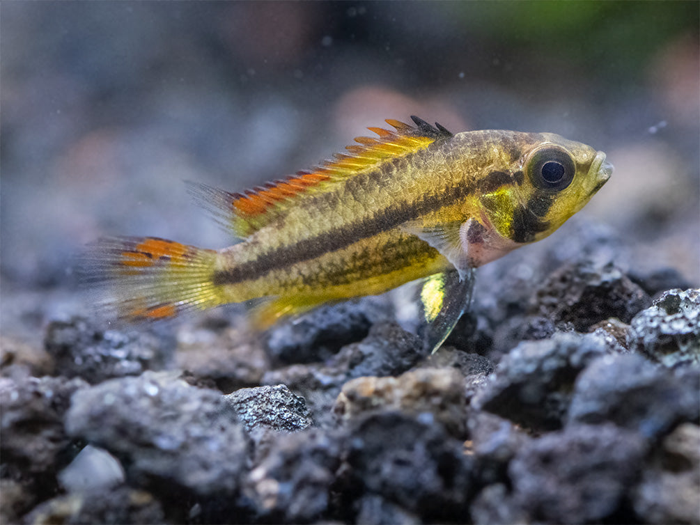 Cockatoo Dwarf Cichlid (Apistogramma cacatuoides), Tank-Bred