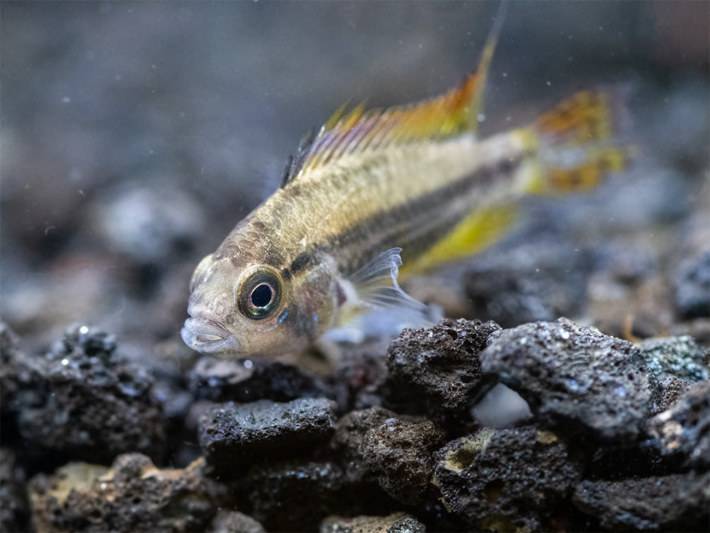 Cockatoo Dwarf Cichlid (Apistogramma cacatuoides), Tank-Bred