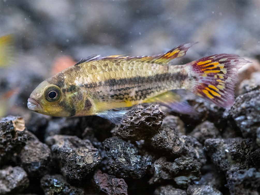 Cockatoo Dwarf Cichlid (Apistogramma cacatuoides), Tank-Bred
